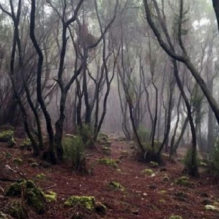 La Casita De Descanso - Das Haeuschen Der Ruhe - La Luz - La Orotava Kültér fotó